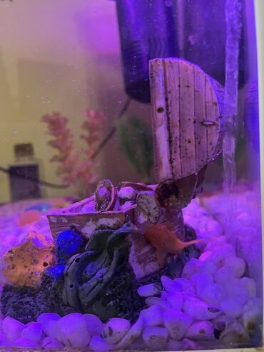 Akvariumlar: Akvaryum komplekti İçində 2 ədəd pilesos balıqla birlikdə satılır — 8