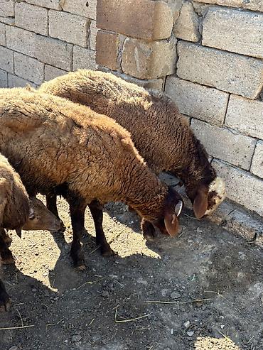 Mal-qara: Tam sağlam qırmızı qoçlardı damazlıq istəyən olsa əlaqə saxlasın ünvan — 1