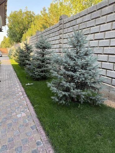 Отели и хостелы: Продается Гостевой дом или дача в Новопокровке (ближе к центру) — 12