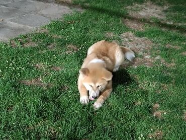 Psi: Stenci Akita Inu (Japanska Akita) stari cetiri meseca, vakcinisani i — 8