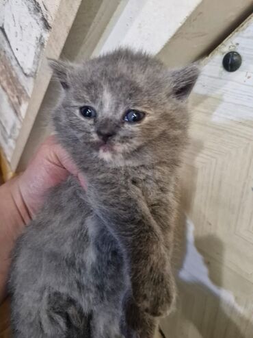 Pişiklər: Britan, Dişi, Yaxşı əllərə, Pulsuz çatdırılma — 4