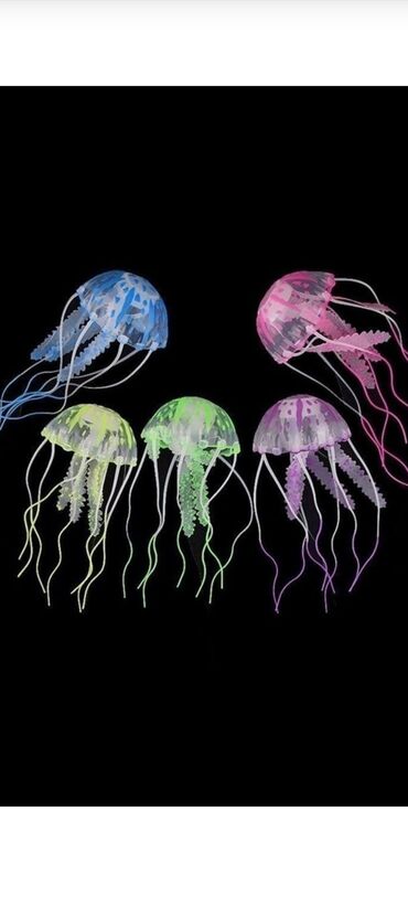 аквариумная рыба: Медузы аквариумные. Отличная декорация для аквариумов