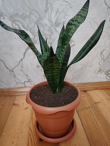 Otaq bitkiləri: Sansevieria (Qaynanadili) – otaq bitkisi, saxlamağı asan - Növ — 1