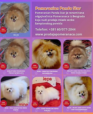 kupujem prodajem pomeranac: Pomeranian Star renomirana odgajivačnica pomeranaca iz Beograda je — 1