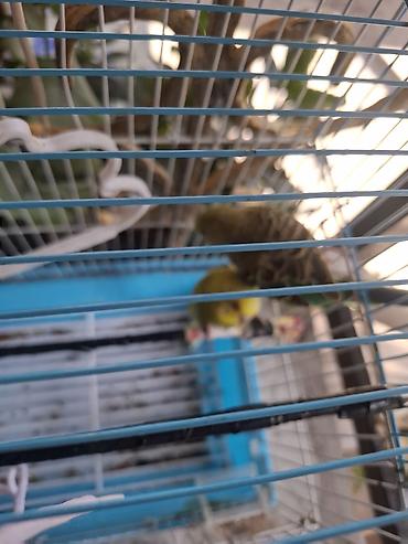 Попугаи: Mehebbet quşu papuqay cütü satlr qefesle birlikde bütün aksesuarlar — 3