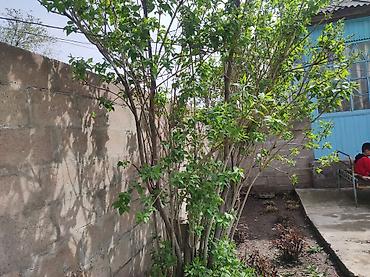 Продажа коттеджей и домов: Срочно !!! Продам дом в центре кара балты. Участок 11сотых — 5