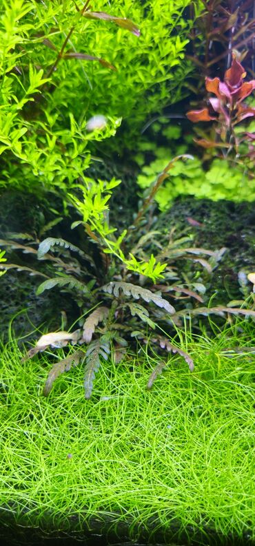 аквариум баку: Akvarium bitkiləri satılır