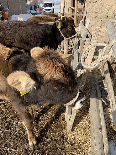 Коровы, быки: Продаю | Тёлка, Музоо, торпок | На откорм, На забой, Для разведения at lalafo.kg — 14 Коровы, быки: Продаю | Тёлка, Музоо, торпок | На откорм, На забой, Для разведения — 14