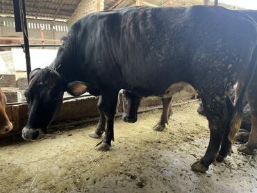 Коровы, быки: Продаю | Корова (самка) | Голштин, Симментальская | Для разведения, Для молока