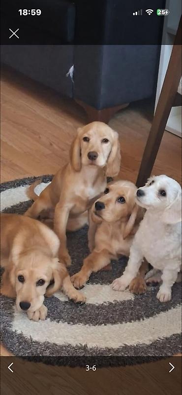 golden retriever golden: Koker spaniyel, Dişi, Peyvəndli, Ünvandan götürmə — 7
