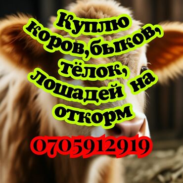 продам бу оборудование для птицефабрики: Куплю | Коровы, быки, Лошади, кони | Круглосуточно, На забой, на мясо, На откорм