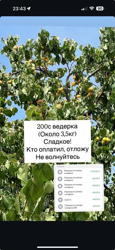 сколько стоит грецкий орех очищенный: Абрикосы