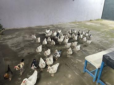 disi danalar: Salam hamısı laldı erkekde var dişide balacası 15m böyükü 20 — 5