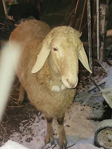 Баран, овца: Продаю | Баран (самец) | Арашан | Для разведения | Осеменитель — 8