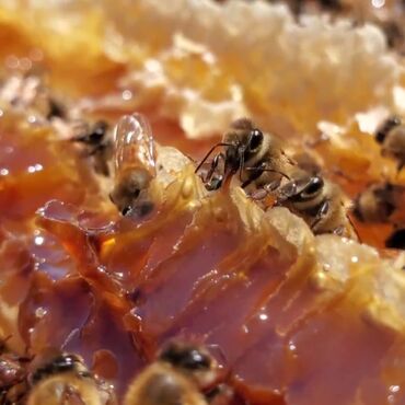 Bal: Təbii arı balı – şüşə bankalarda Məhsul təsviri: - Qızılı-çəhrayı — 4