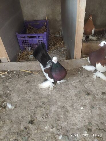 Göyərçinlər: Tam sağlam quşlardır — 3