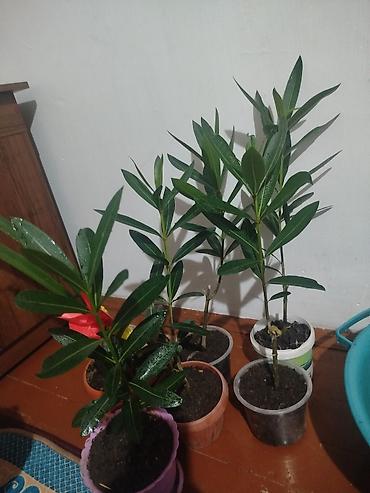 Герани и пеларгонии: Сортовой герандар сатылат. Баасы келишим турдо 300 сомдон жогору. - — 19