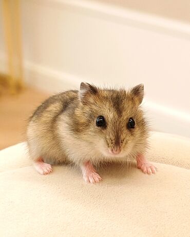 Gəmiricilər: Cunkarik - hamster - xomak satıram. 5 dənə var 5 manatdan satıram