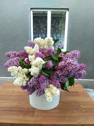 Сирень: Продаю саженцы. Сажать и пересаживать нижеперечисленное нужно весной — 19