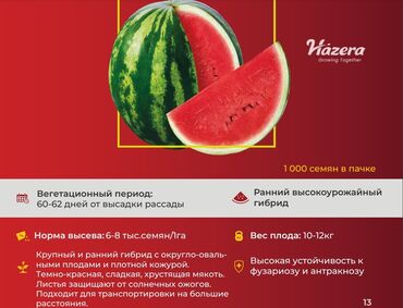 Овощи: Семена овощей: Помидоры, Огурцы, Лук, Самовывоз, Бесплатная доставка, Платная доставка — 13