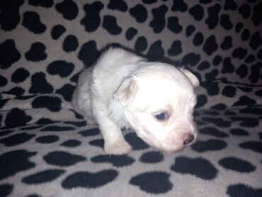 Psi: Malo belo štene – rase maltezer/pudl tip (toy veličina) - Starost — 10
