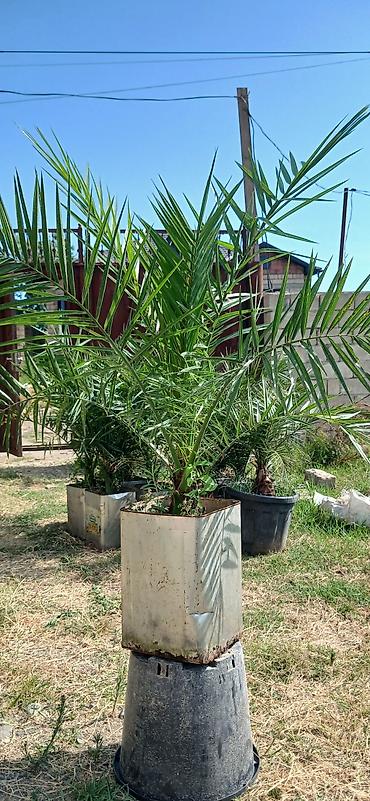 xurma: Xurma xurması (Phoenix dactylifera) – dekorativ xurma palmaları - — 4