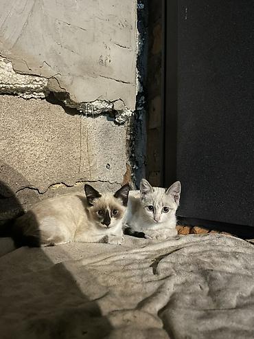 купить рыбу клоуна: Кошка даром: Сиамская, 2 месяца, Девочка — 1