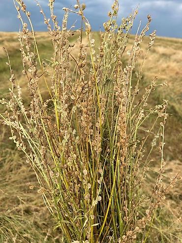 Другие виды семян и саженцев: Коп жылдык эспарцет уругу. Уроончулук чарба "Победитель" Ысыккол обл — 4