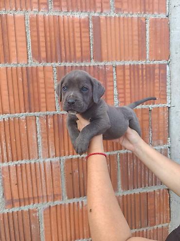 Psi: Cane Corso štenci šampionskog porekla! Tražite moćnog čuvara i odanog na lalafo.rs — 3 Psi: Cane Corso štenci šampionskog porekla! Tražite moćnog čuvara i odanog — 3