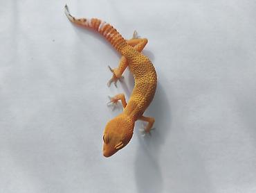 Зоотовары: Леопардовые гекконы (Eublepharis macularius) редких морф Элитный — 18