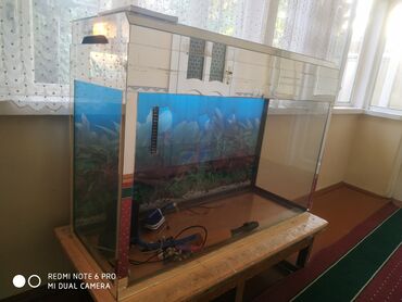 аквариум с рыбками цена бишкек: Просторный стеклянный аквариум прямоугольной формы, идеально