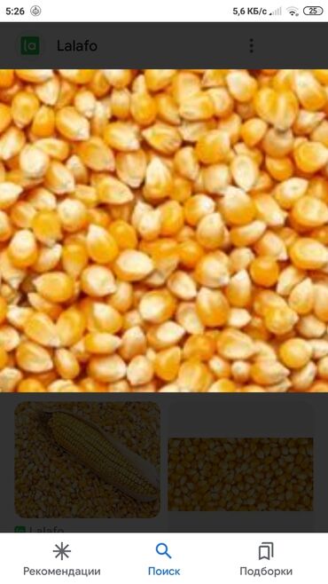 Зерновые культуры: Семена и саженцы Кукурузы, Платная доставка