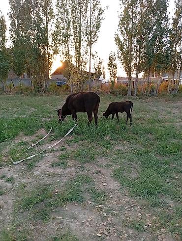 кормилак для телят: Продаю | Корова (самка) | Для молока | Привязанные — 1
