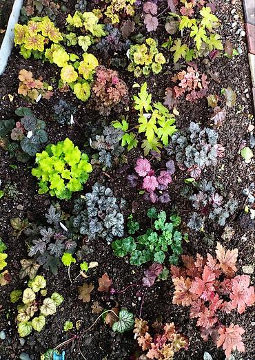 Другие садовые цветы и кустарники: Продаю гейхеру. В коллекции более 80 сортов. Звоните по тел. Вацап — 19