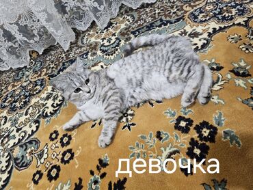 шотладские котята: ПолуШотландские котята девочки. 6-Месяцев Мама котят Шотландская