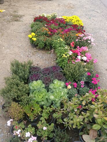 Landşaft işləri: Dekarativ bitgilerin satişi
xan cinar
ekvalit
zeytun — 16