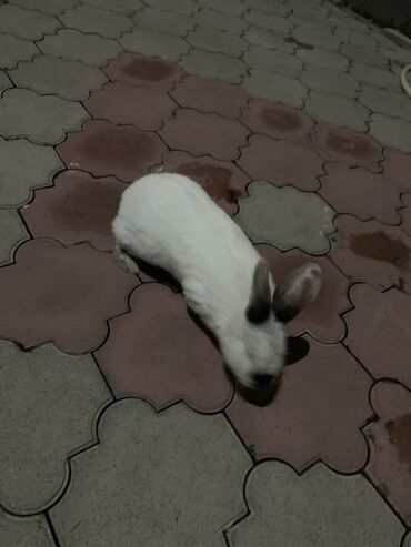 Декоративные кролики: Продаю кролика, самка (вроде), 5 месяцев