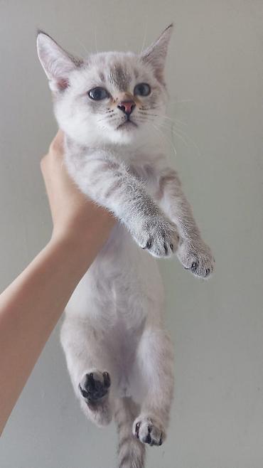 Pişiklər: Britan — 12