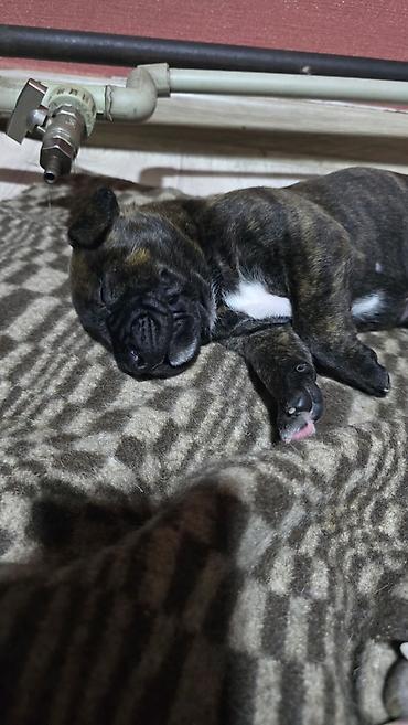 Продажа собак: Щенки метисы (короткошёрстные, тигровый и чёрный окрасы) смесь питбуль — 1