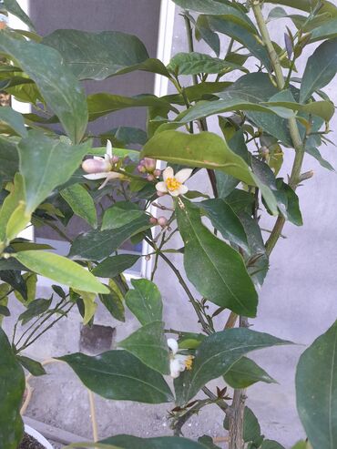 Tinglər: Hlimon aqaci, biride xirda limon .gulleri var ustunde.hem evde hemde
