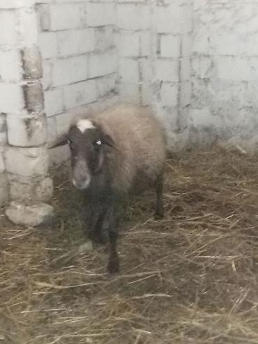 Qoyunlar, qoçlar: Sağlamdı 2ci qarına qoça gəlib. Ünvan Novxanı — 4