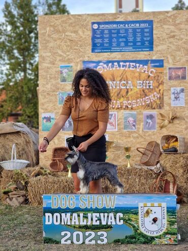 Psi: Odgajivacnica Pet house nudi prelepe stence Patuljastog snaucera Biber — 19