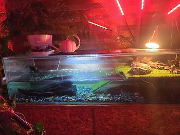 Аквариумы: Аквариумы на заказ под форель и для дома! делаю ремонт а так-же — 10