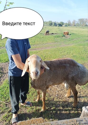 Другие животные: Кочкор 2,5 года, Арашан, уши 19-20 см
