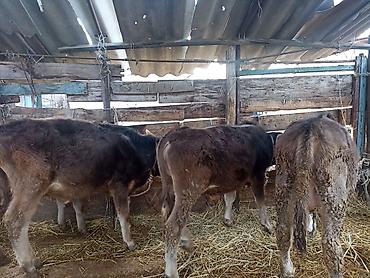 Коровы, быки: Продаю | Бык (самец) | На откорм | Привязанные — 11