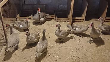 Ördəklər: Erkək, | Lal ördək, Damazlıq, Ünvandan götürmə — 7