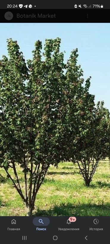 Riyaziyyat: Məhsul: Quxur obada torpaq sahesi satılır 2 hektara yaxın sadika yolun