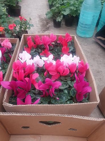 Каланхоэ: Цикламены и каланхоэ из теплицы — оптом Бишкек - Ассортимент — 8