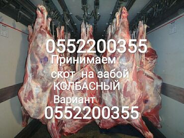 539 объявлений | ЖИВОТНЫЕ: Куплю | Коровы, быки, Лошади, кони | Любое состояние