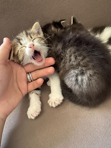 отдам в добрые руки: Котята.Все трое мальчики.Милые,здоровые,чистые,шустрые.Ищут — 2